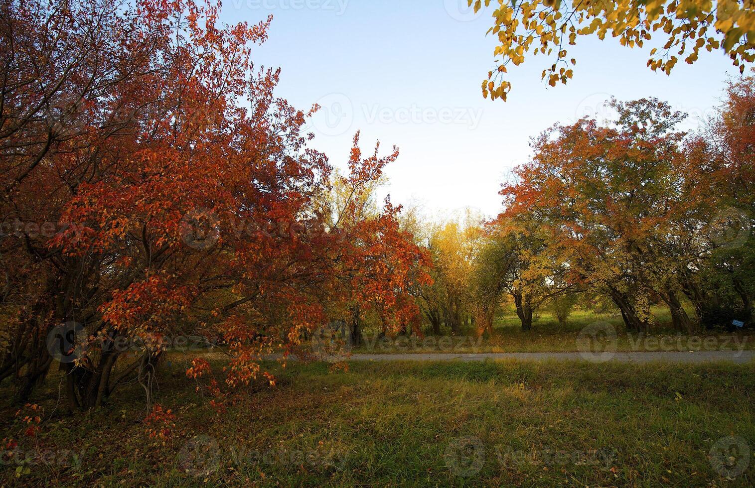 Autumnal trees on the sunset into park photo