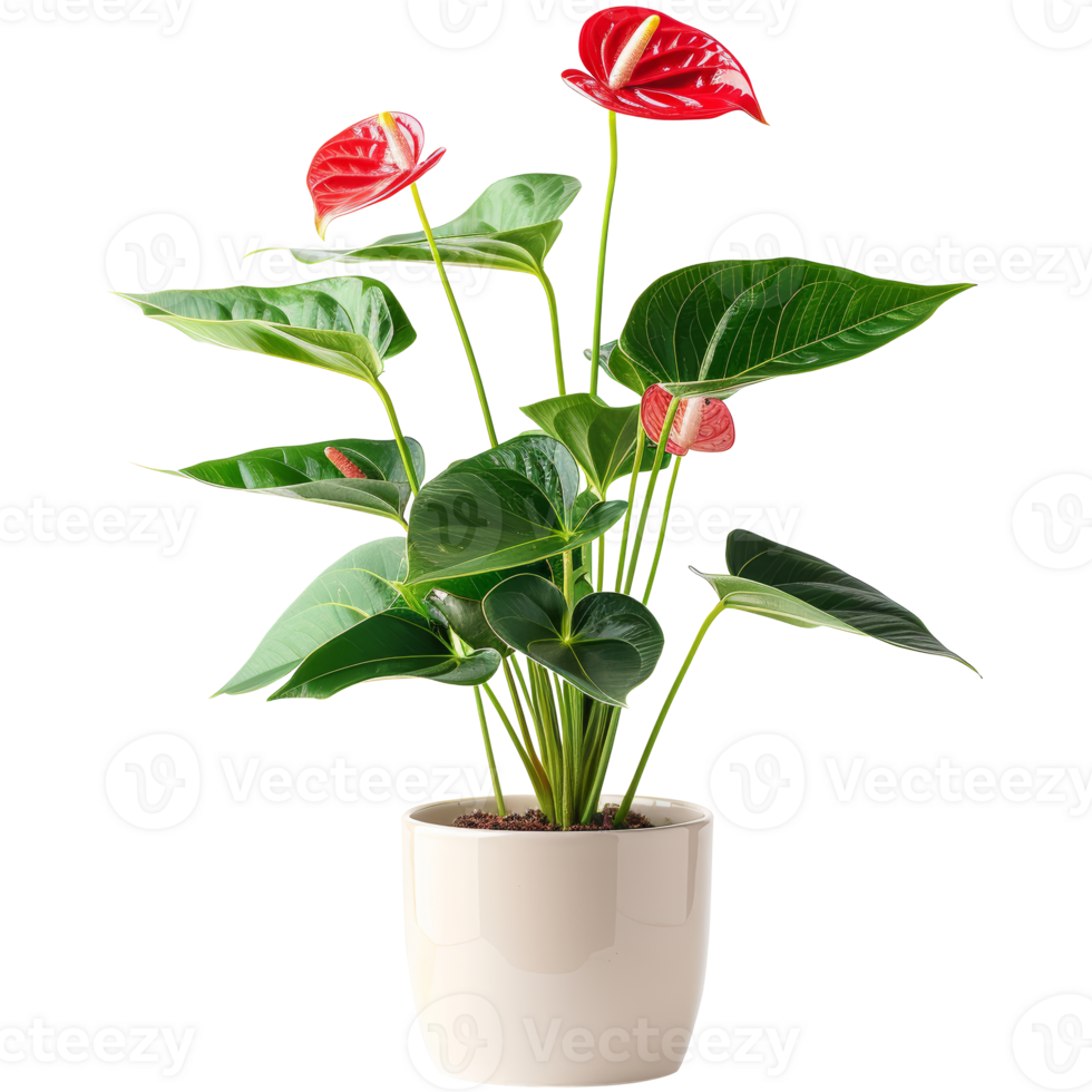 Anthurium plant in flower pot, transparent background png