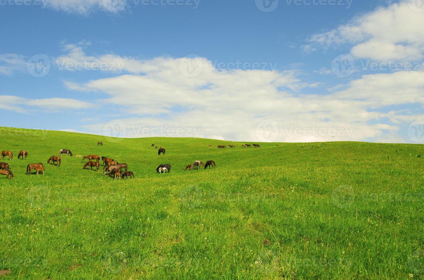 Horses it is passed in the Alpine meadow photo