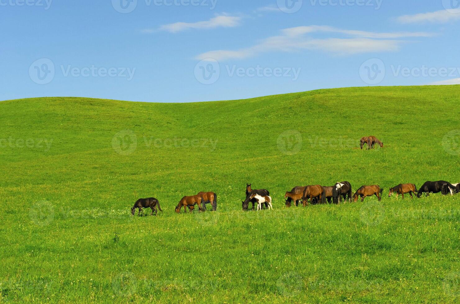 Horses it is passed in the Alpine meadow photo