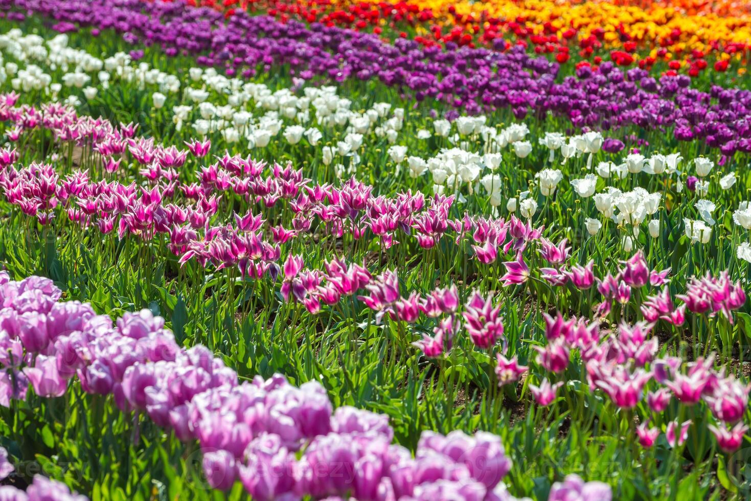 Spring Blooming, tulip Fields in Full Color photo