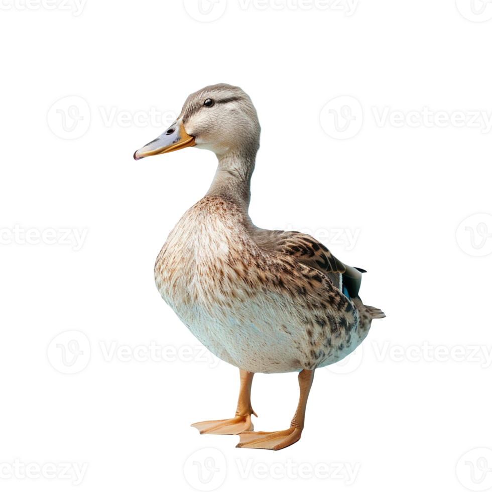 A duck on transparent background png
