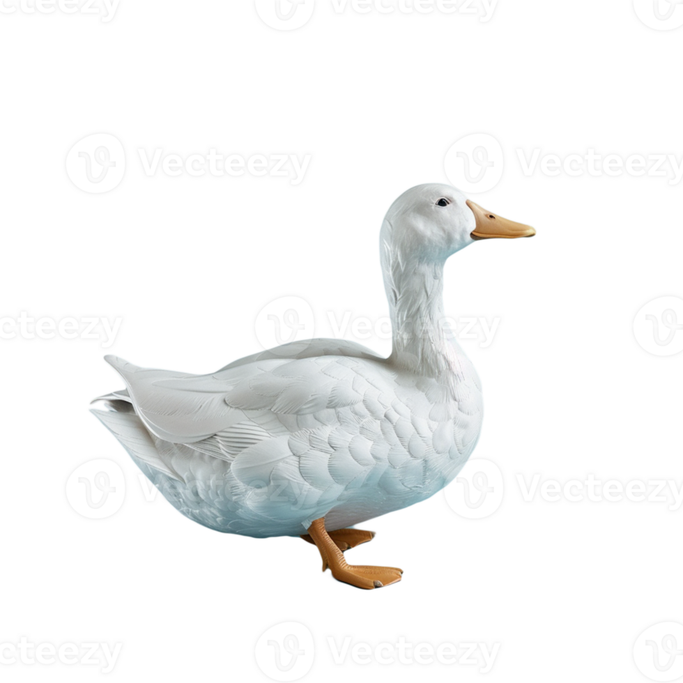 A duck on transparent background png