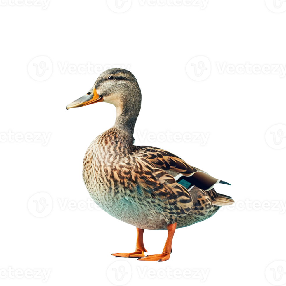 A duck on transparent background png