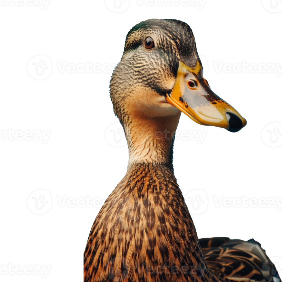A duck on transparent background png