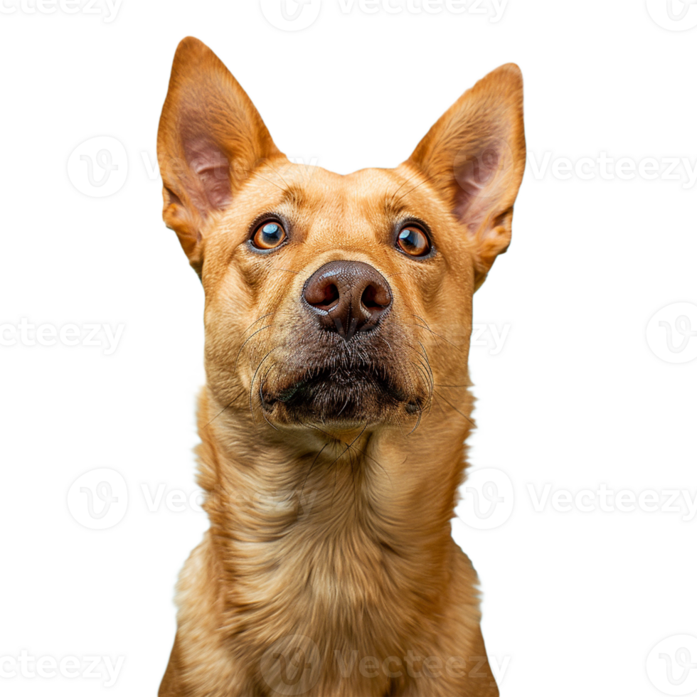 A dog on transparent background png
