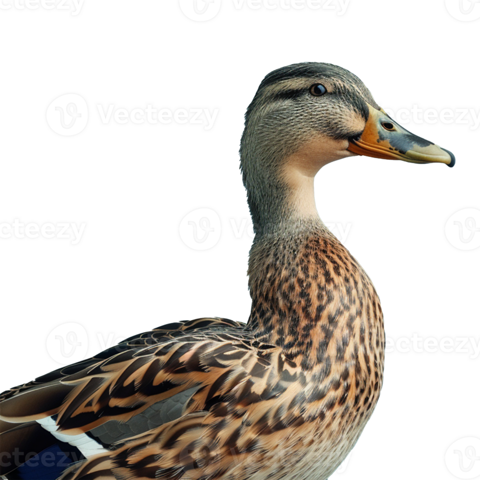 A duck on transparent background png