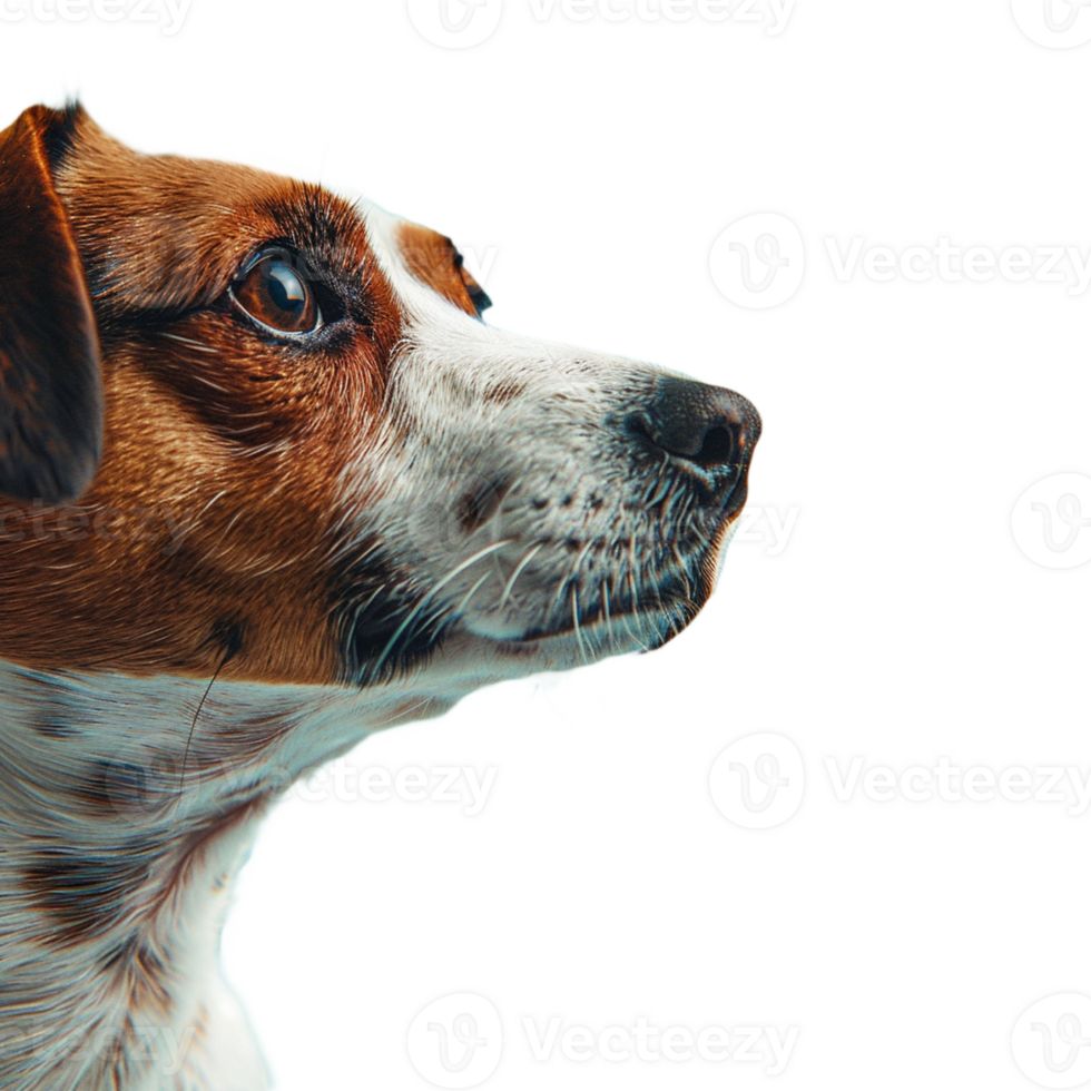 A dog on transparent background png
