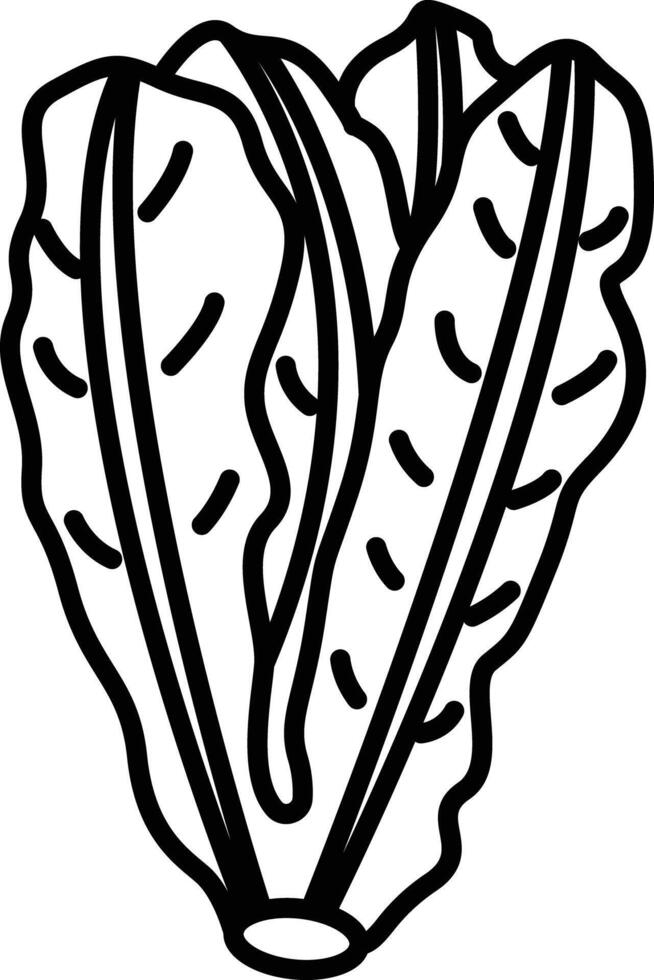 Lettuce outline illustration vector