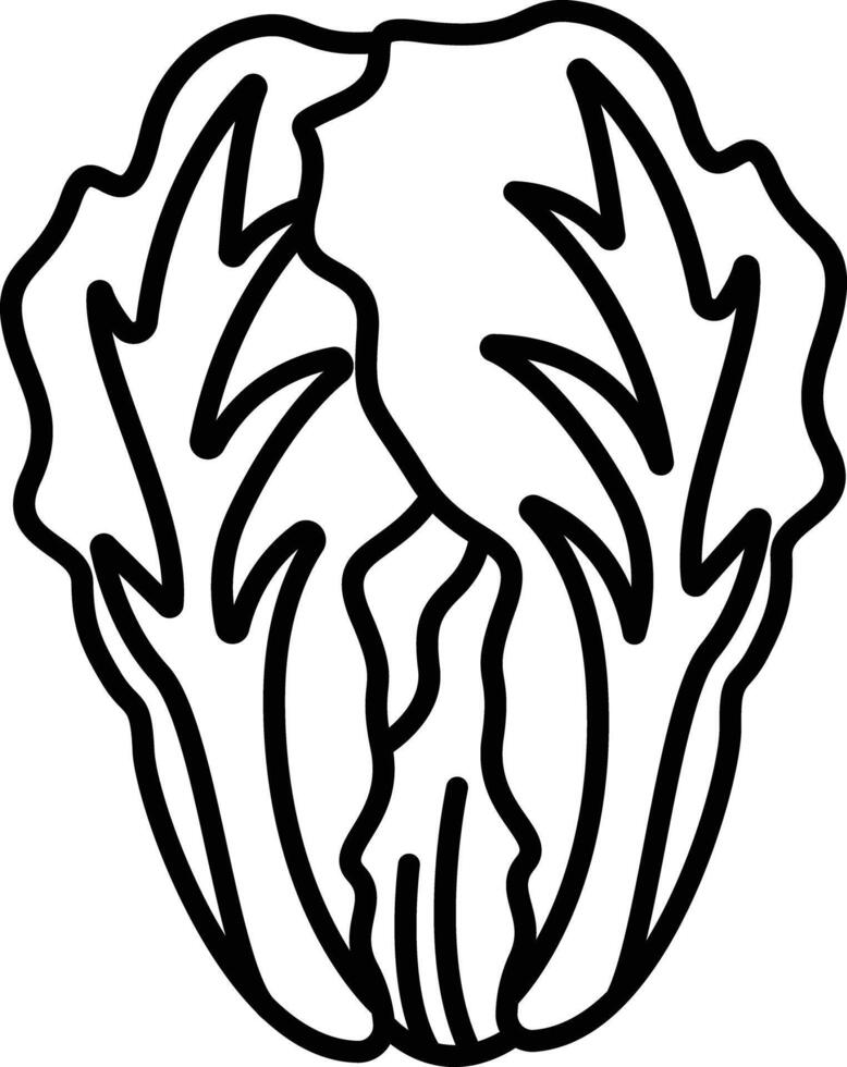 Chinese cabbage outline illustration vector
