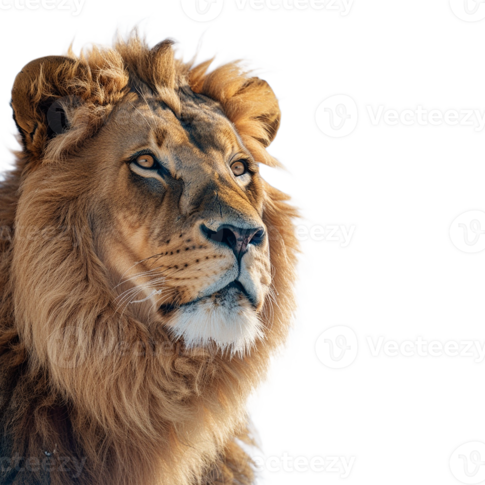 A lion on transparent background png