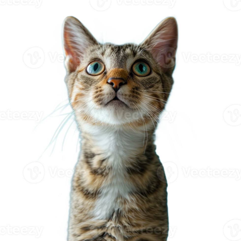 Cat on transparent background png
