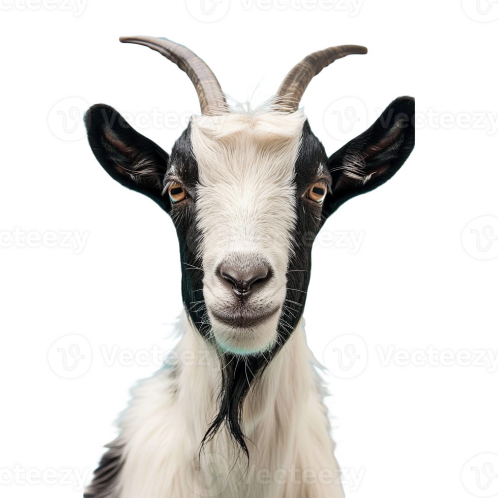 Goat on transparent background png