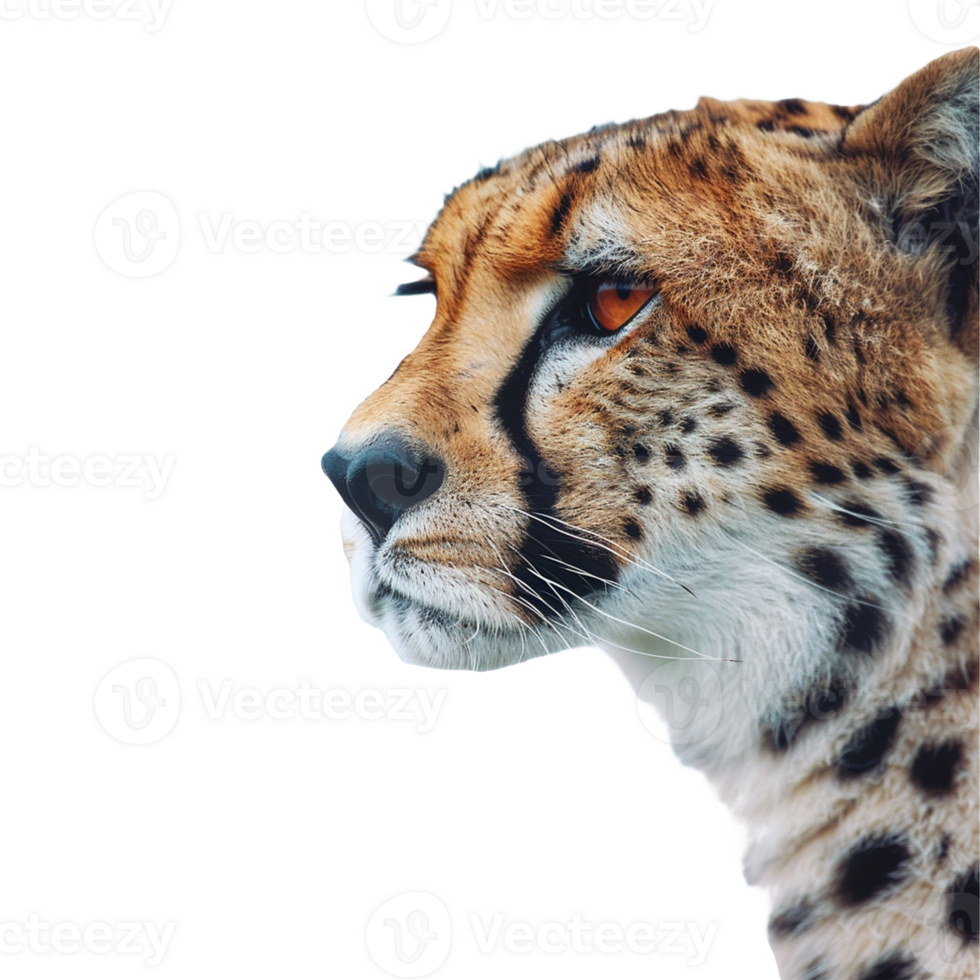Cheeta on isolated transparent background png