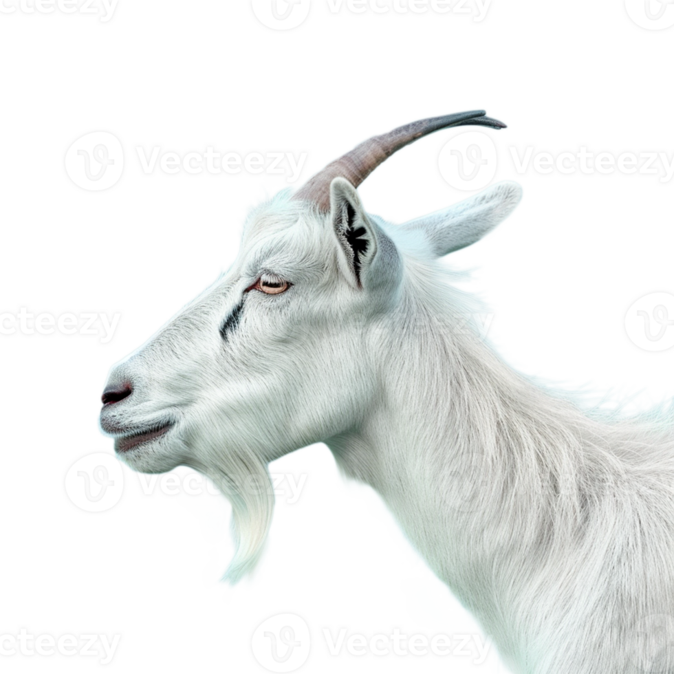 Goat on transparent background png