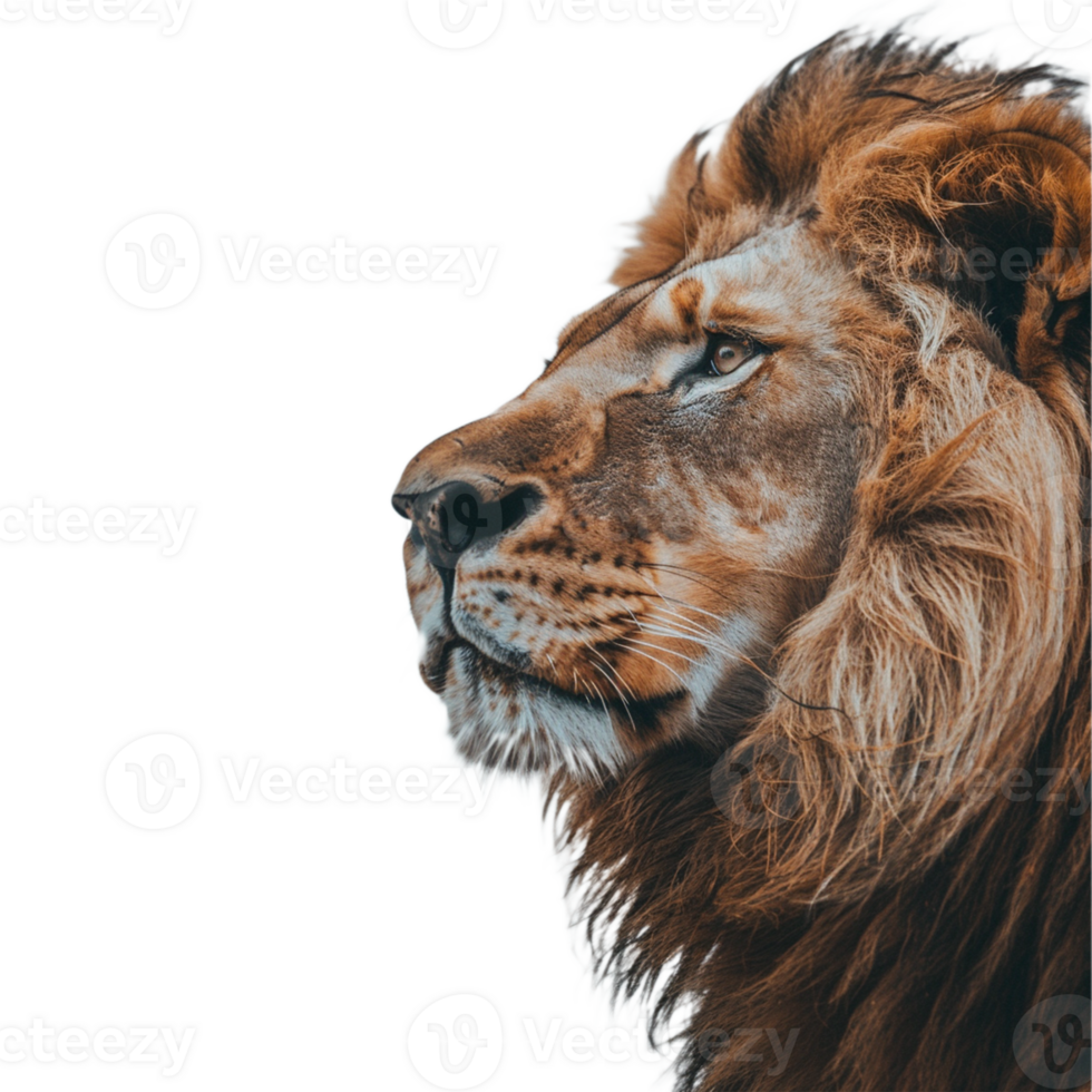A lion on transparent background png