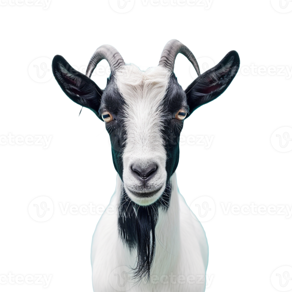 Goat on transparent background png