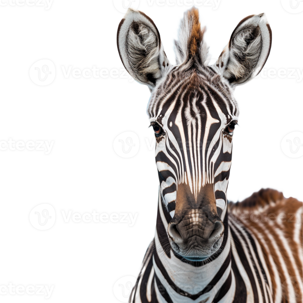 Zebra on transparent background png