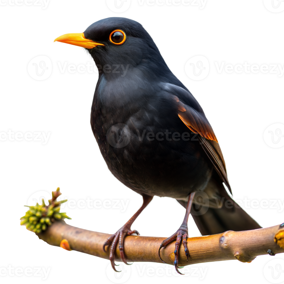 A black bird with orange beak and yellow eyes is perched on a branch png