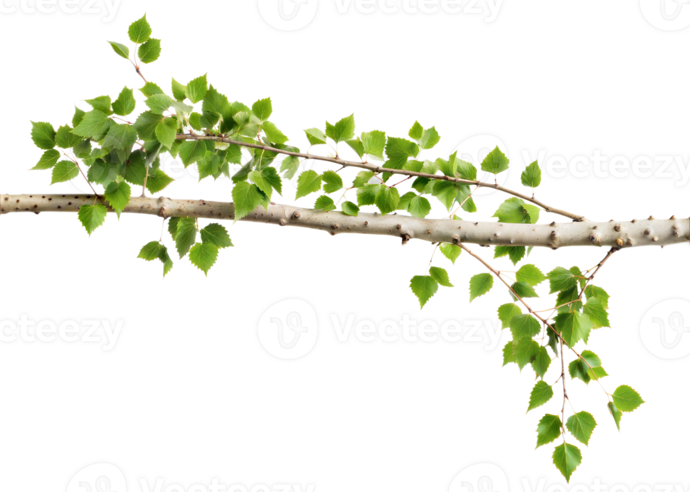 A branch with green leaves is shown on a transparent background png