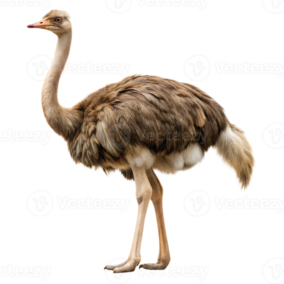 A large ostrich stands on a transparent background png