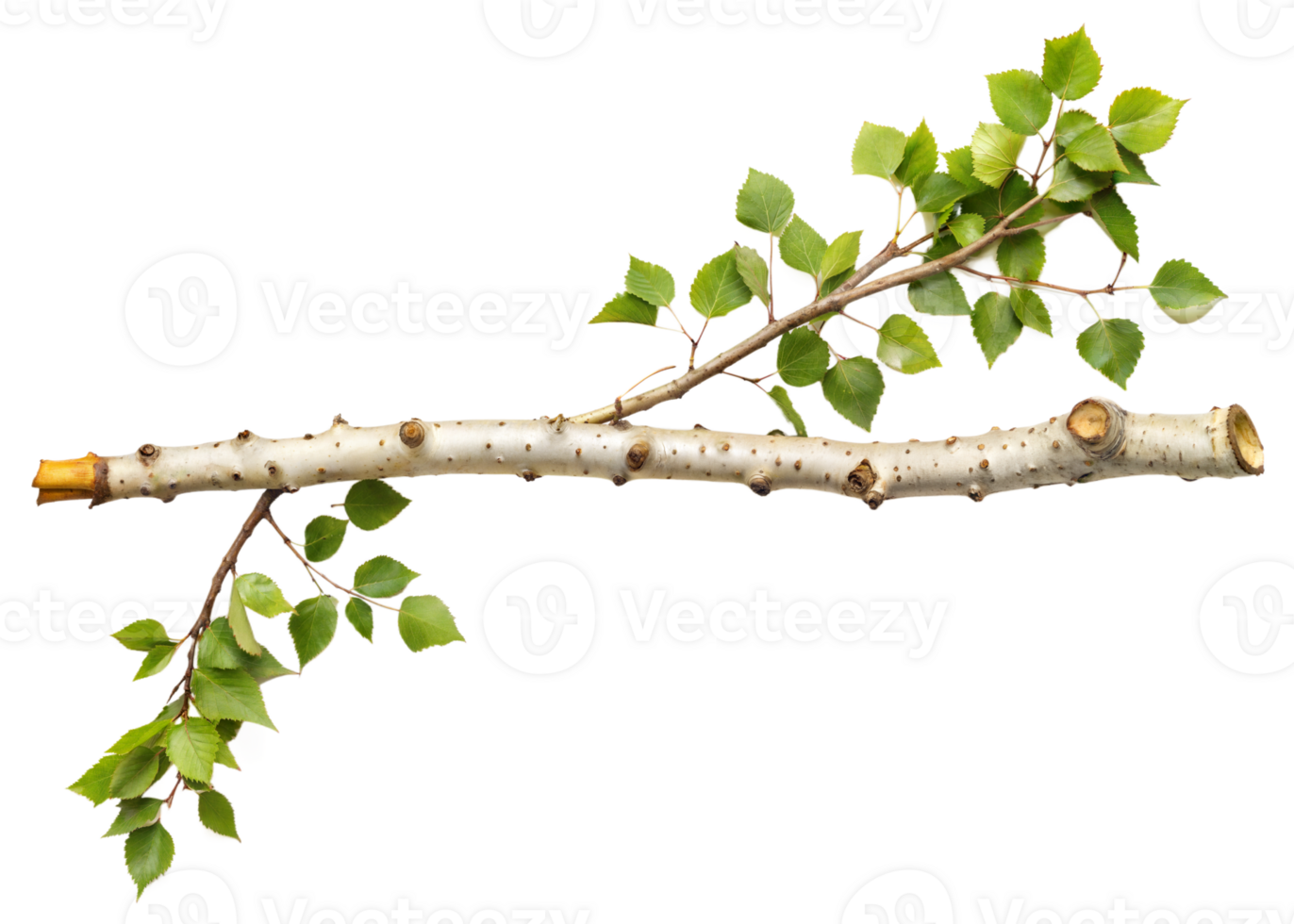 A thin branch with a few leaves on it png