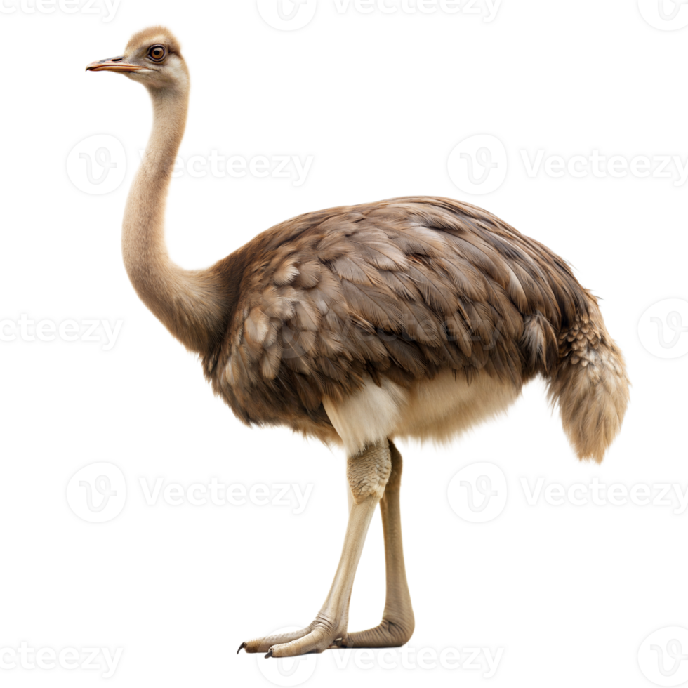 A large ostrich stands on a transparent background png