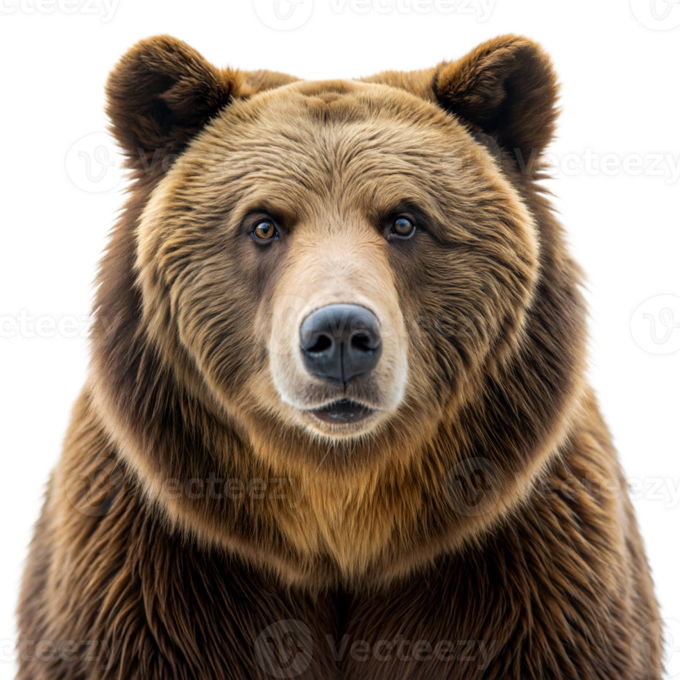 A large brown bear with a big nose and big eyes stares at the camera png