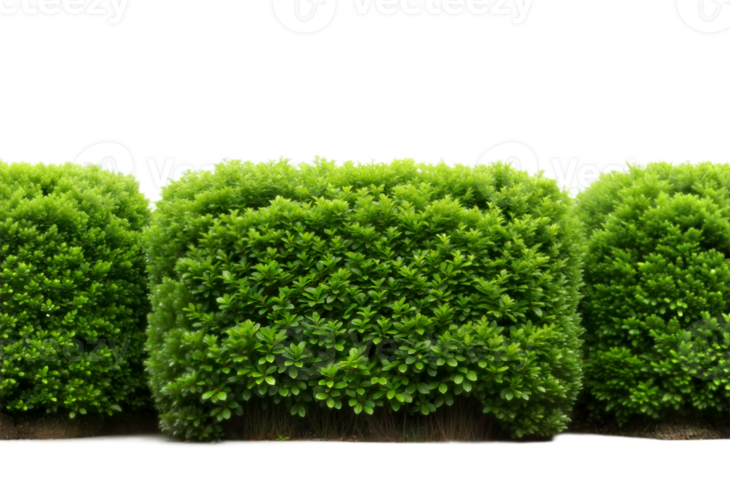 Three neatly trimmed hedges stand in a row against a transparent background, bathed in bright daylight png