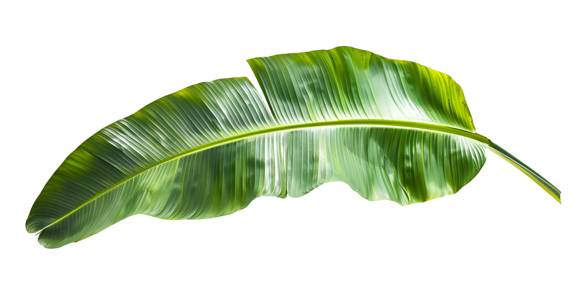 Green Banana Leaf Isolated on Transparent Background png