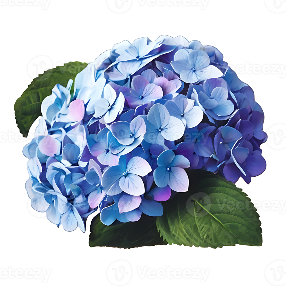 Hydrangea Flower design png