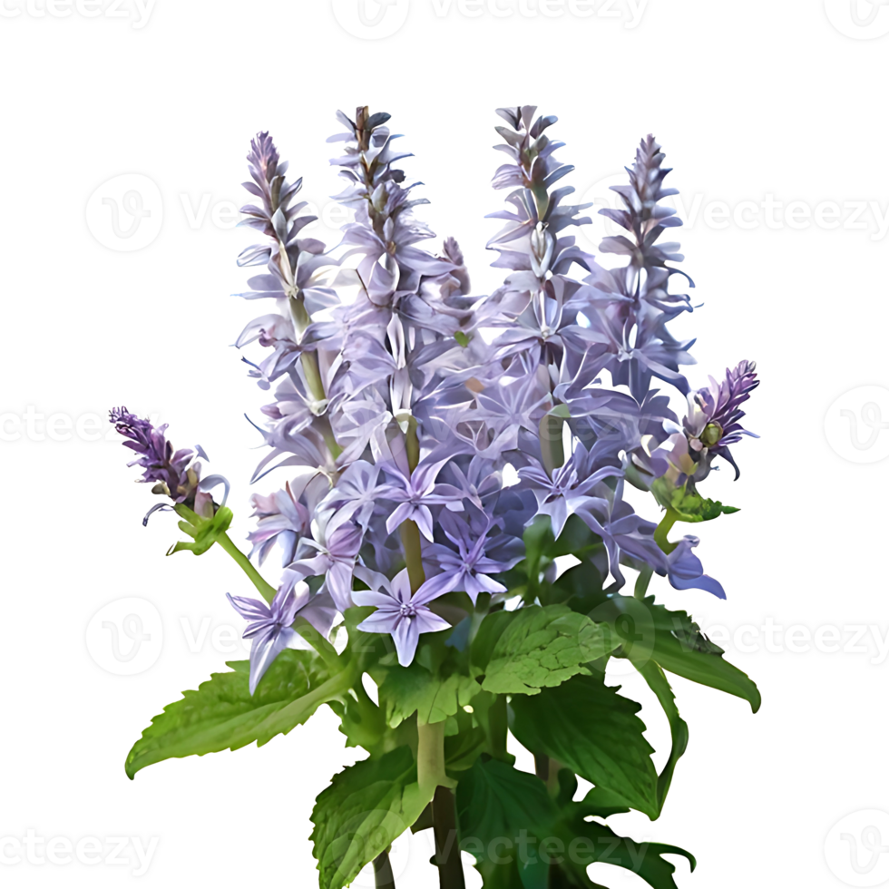Anisehyssop Flower Logo png