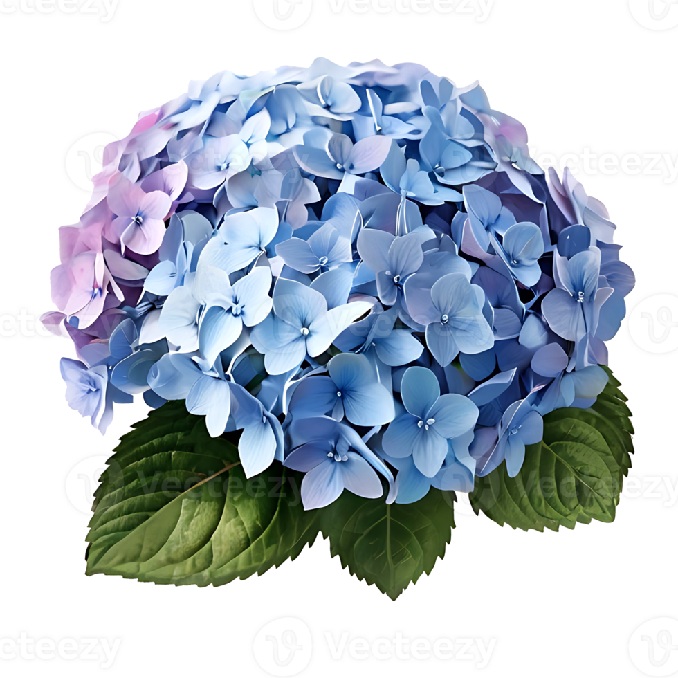 Hydrangea flower logo png