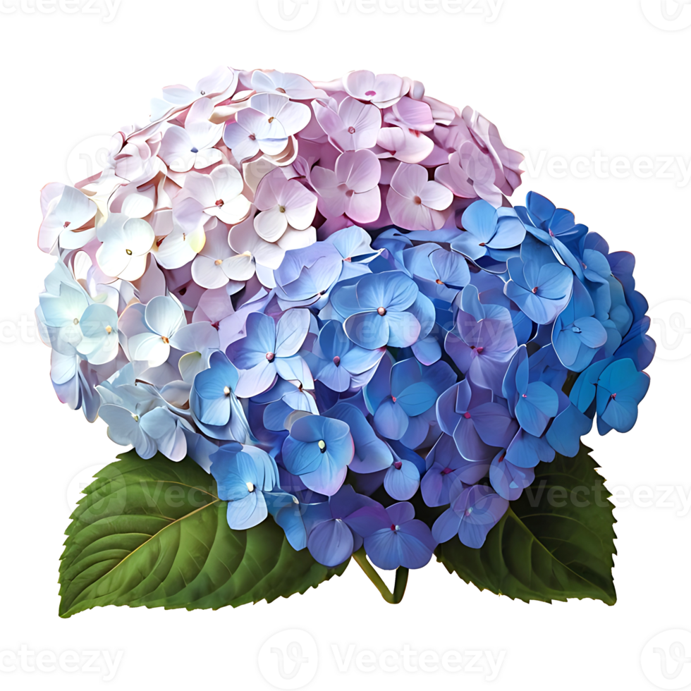 Hydrangea Flower Icon png