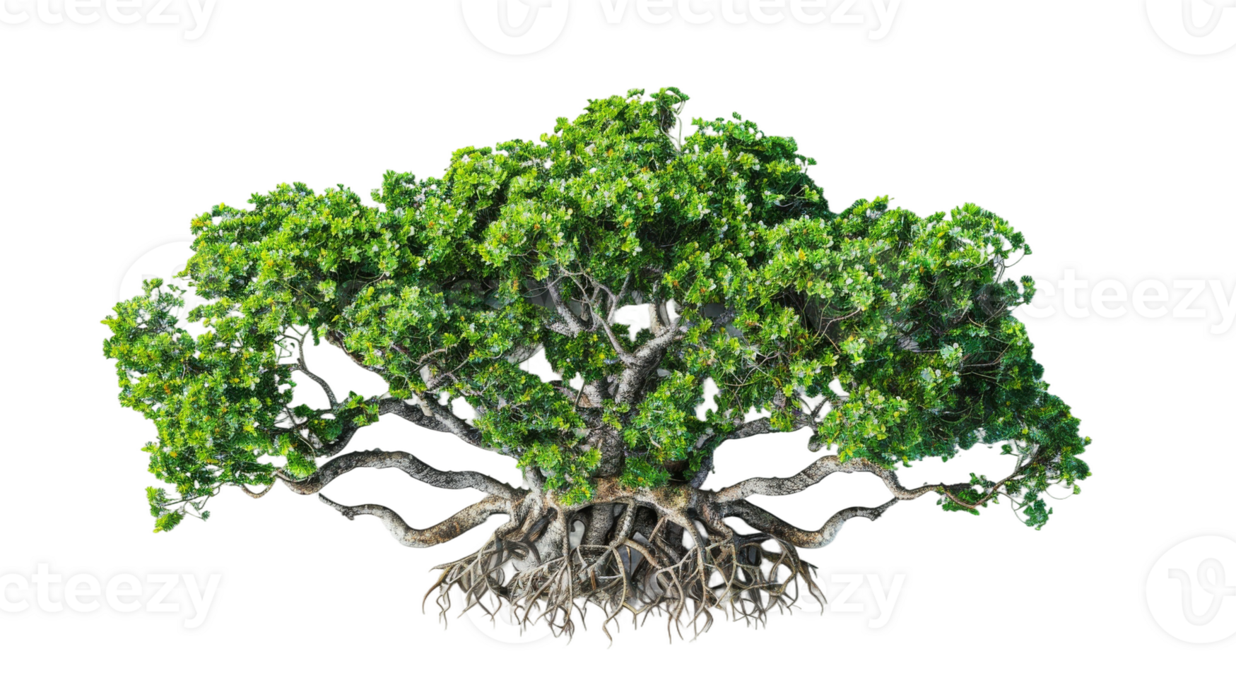 Mangrove Tree on the transparent background, Format png