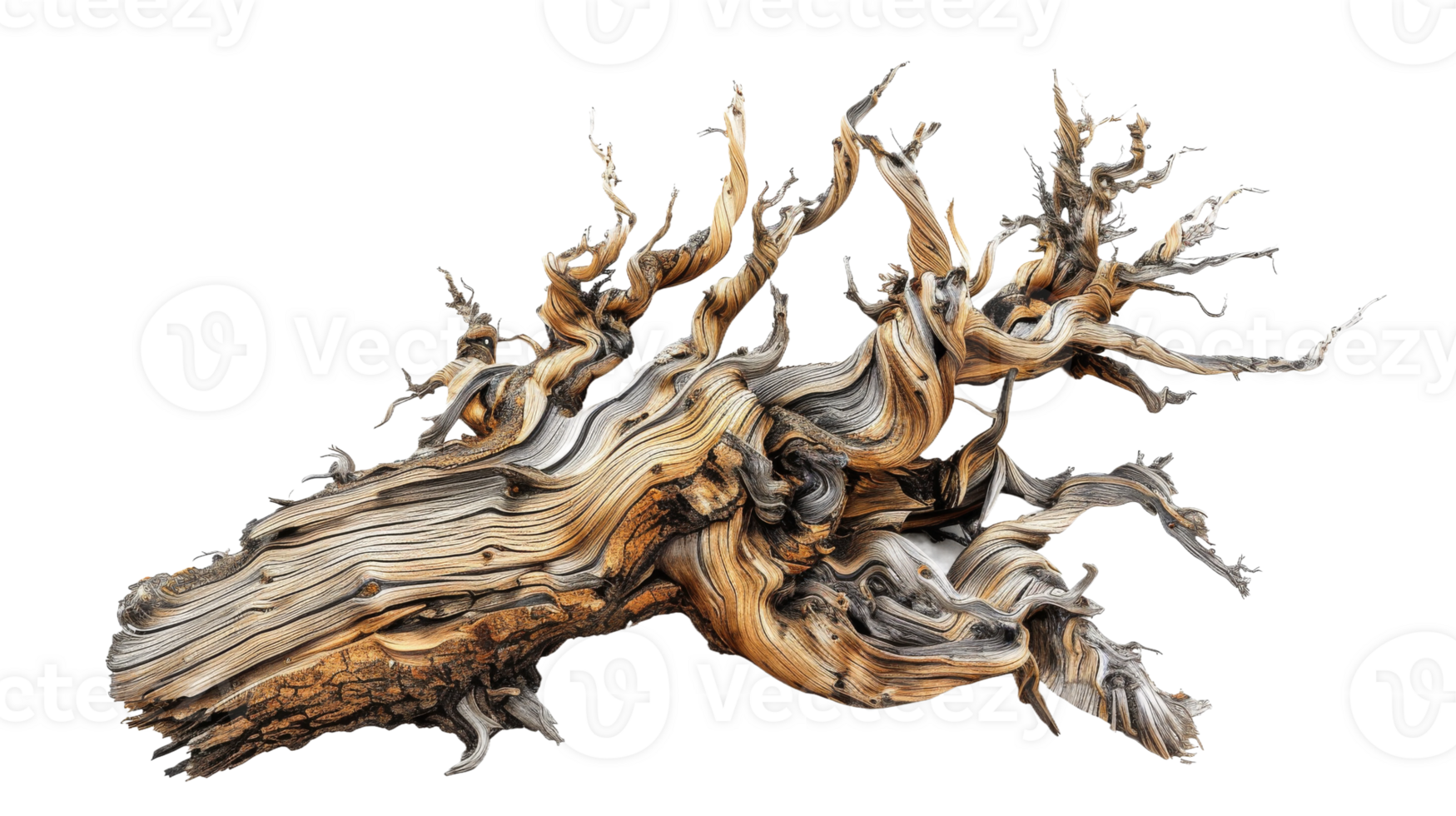 Ancient Bristlecone Pines on the transparent background, Format png