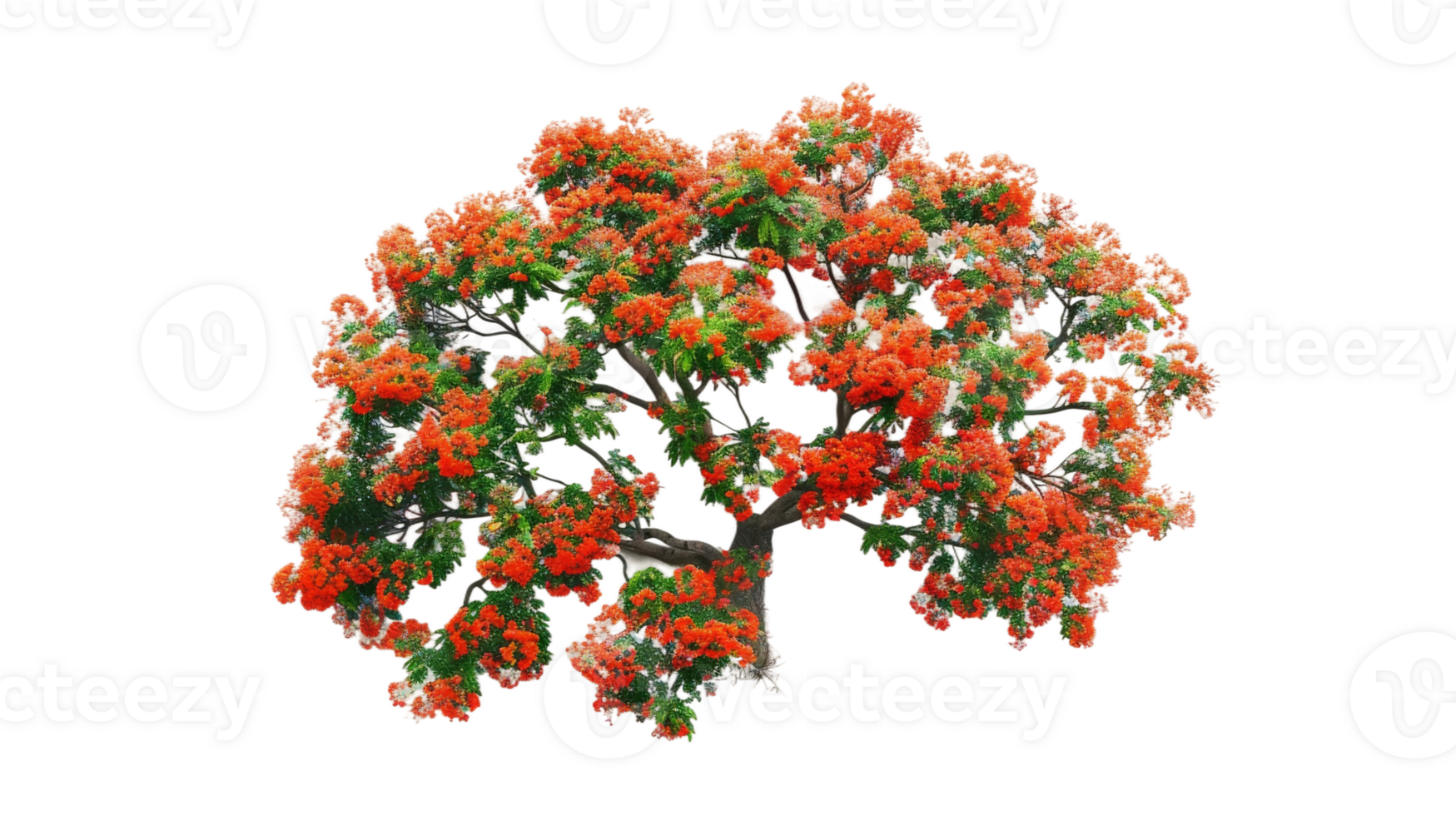 Vibrant Flamboyant Tree on the transparent background, Format png