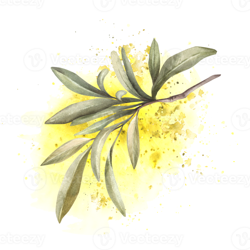 Olive tree branch with green leaves on watercolor yellow splashes, stains background. Botanical clipart for design of greeting card, cosmetic, food label, floral card print. Isolated background. png