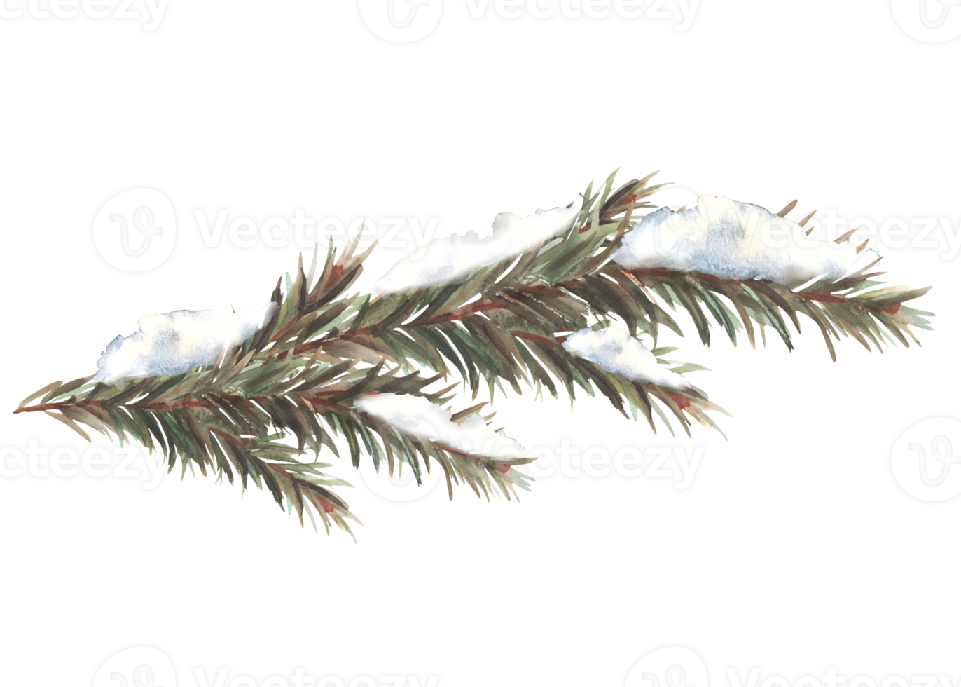 Snow on a branch with needles. Spruce, pine or cedar trees evergreen snowy branch. Botanical hand drawn illustration for design of greeting card, invitation print. Isolated clipart png