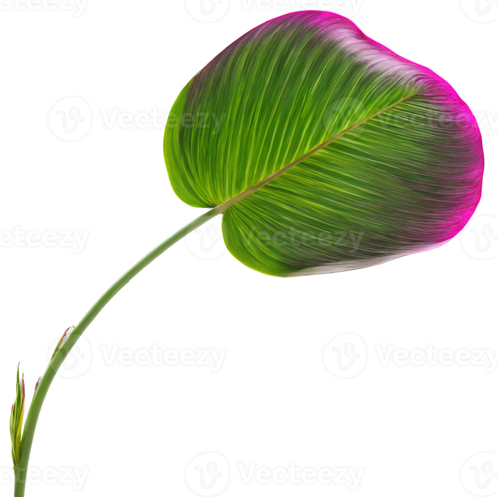 Ti plant leaf long lance shaped leaf with vibrant magenta and green coloration Cordyline fruticosa png