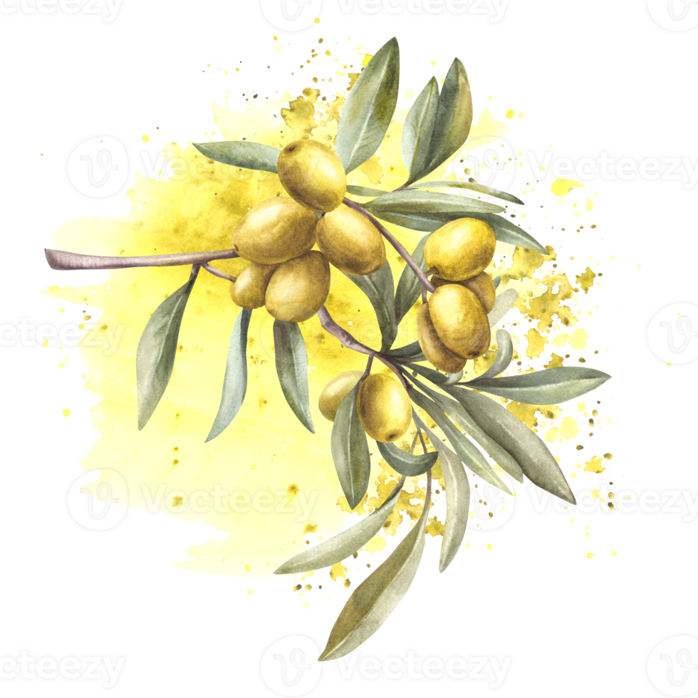 Olive tree branch with leaves, green berries on watercolor yellow splashes, stains background. Botanical clipart for design of greeting card, label, sticker, floral print background. png