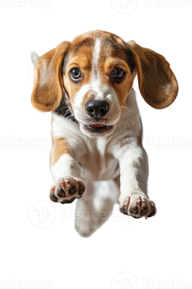 Beagle dog Jumping and remaining in mid-air, studio lighting, stock photographic style png