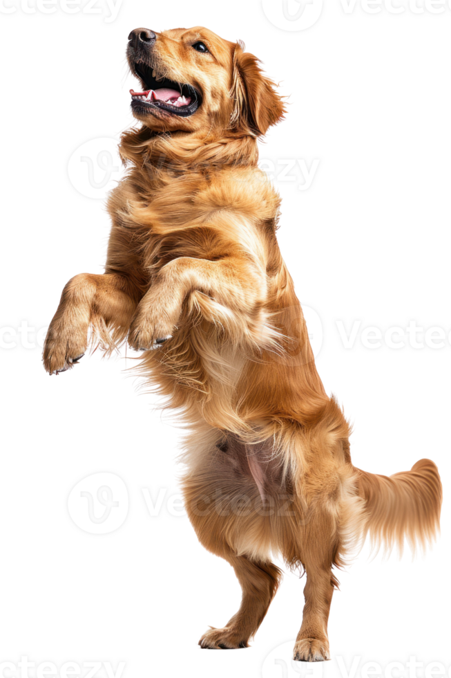 Golden Retriever dog Jumping and remaining in mid-air, studio lighting, stock photographic style png