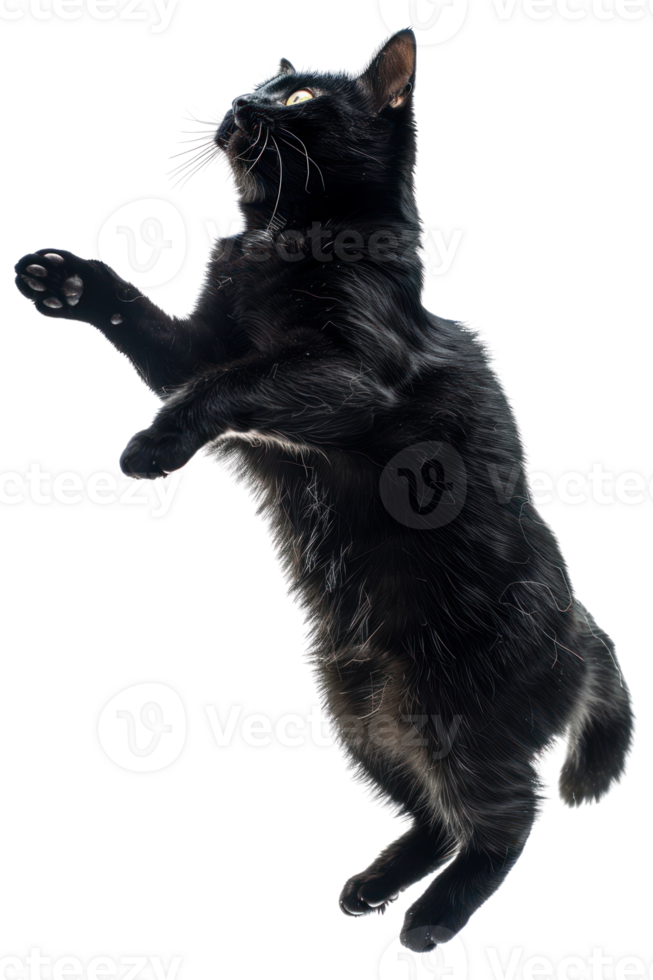 Bombay cat Jumping and remaining in mid-air, studio lighting, stock photographic style png