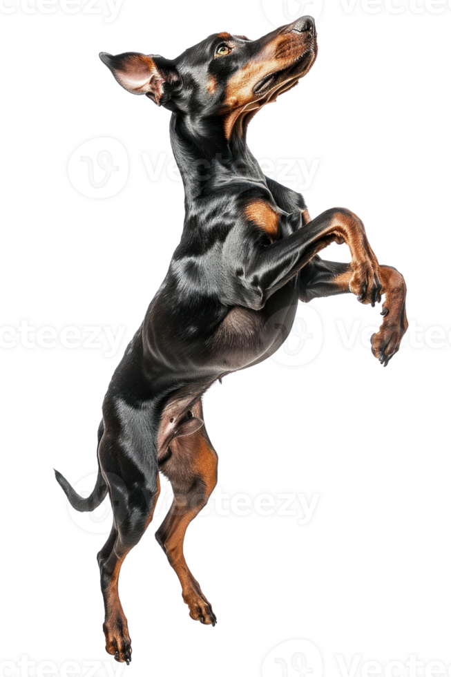 Doberman Pinscher dog Jumping and remaining in mid-air, studio lighting, stock photographic style png