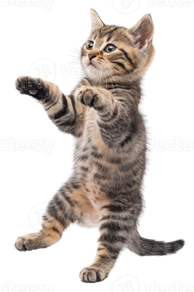American Shorthair cat Jumping and remaining in mid-air, studio lighting, stock photographic style png
