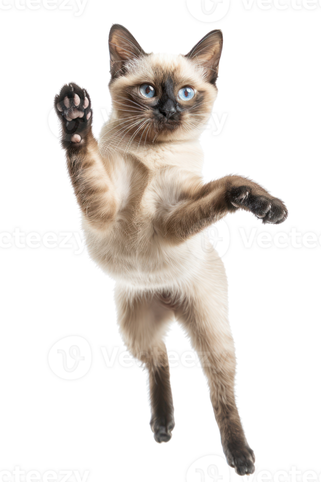 Siamese cat Jumping and remaining in mid-air, studio lighting, stock photographic style png
