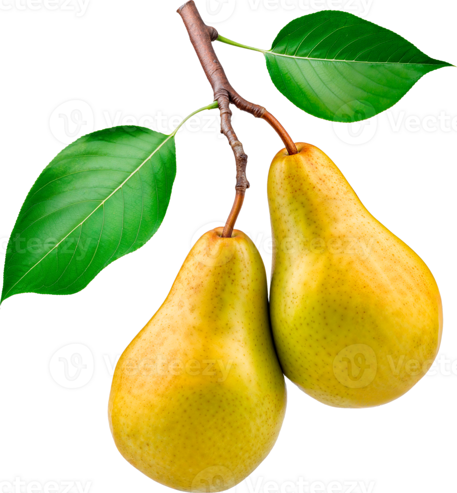 Two green apples on branch isolated on white background png
