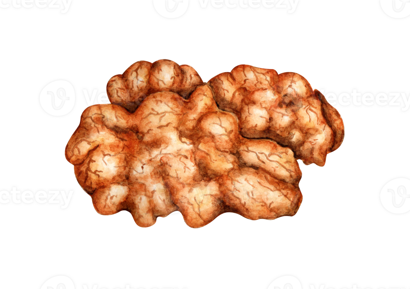 Walnut kernel watercolor illustration isolated from background. Realistic texture and natural colors of the shell and kernel of the nut. Ideal for culinary, botanical still lifes, packaging design. png