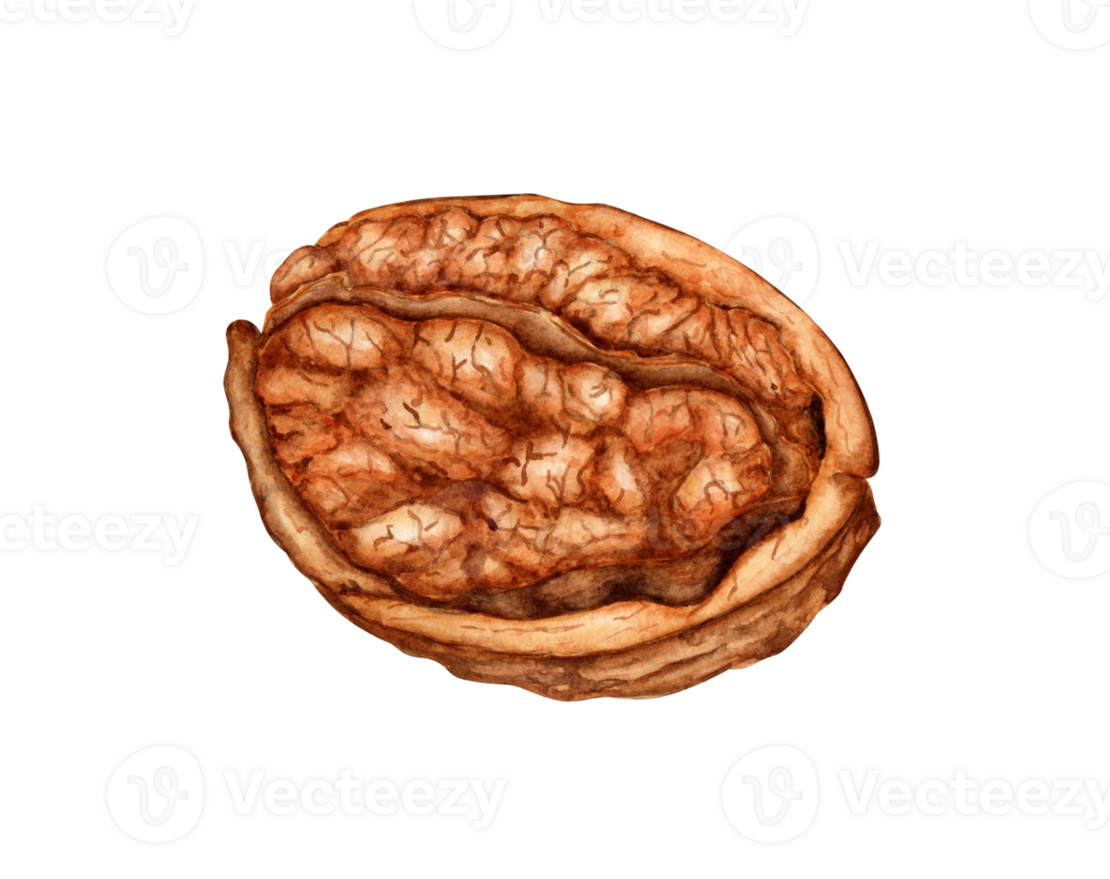 Walnut half watercolor illustration isolated from background. Realistic texture and natural colors of the shell and kernel of the nut. Ideal for culinary, botanical still lifes, packaging design. png
